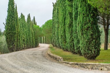 country road through trees clipart