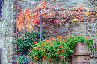 Sardunya çiçek çiçeklenme