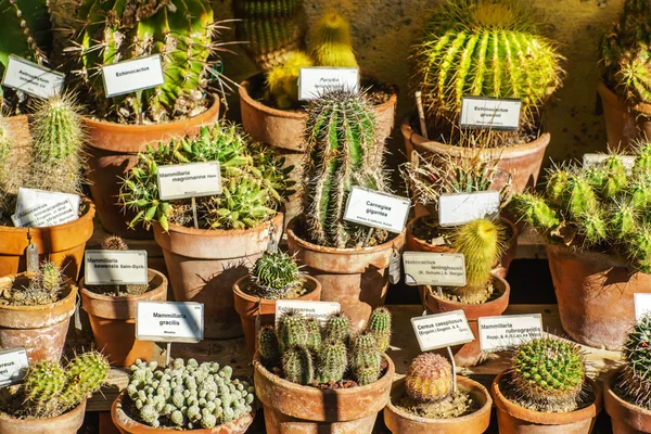 Különböző kaktusz növény — Stock Fotó