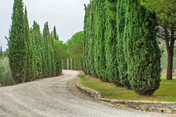 Country road through trees — Stock Photo, Image