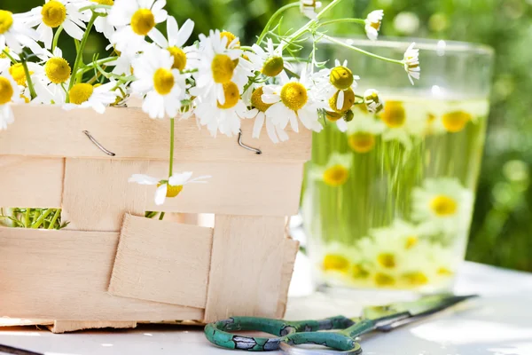 Beautiful spring flowers — Stock Photo, Image