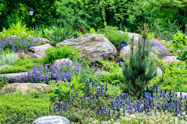 Jardim de verão com flores — Fotografia de Stock