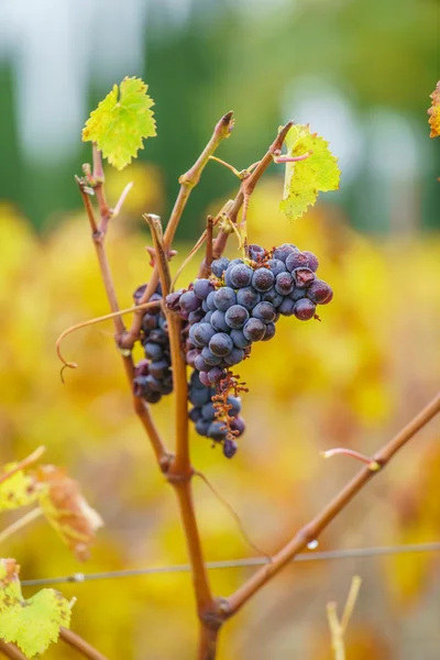 Grape grenar på vingård — Stockfoto
