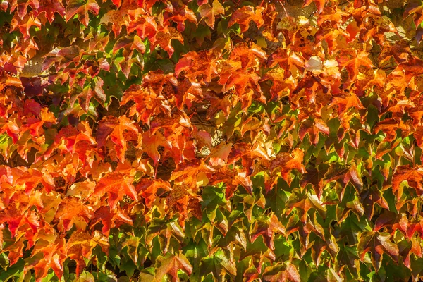 Bonito muro de otoño — Foto de Stock
