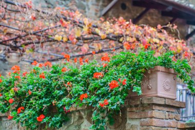 Sardunya çiçek çiçeklenme