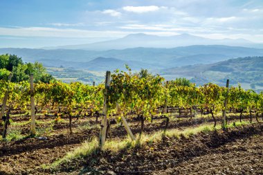 güzel üzüm peyzaj