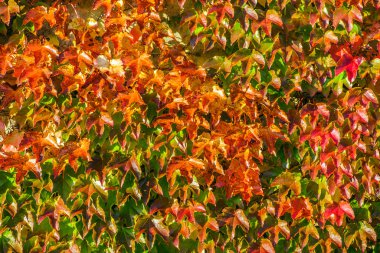 güzel sonbahar duvar