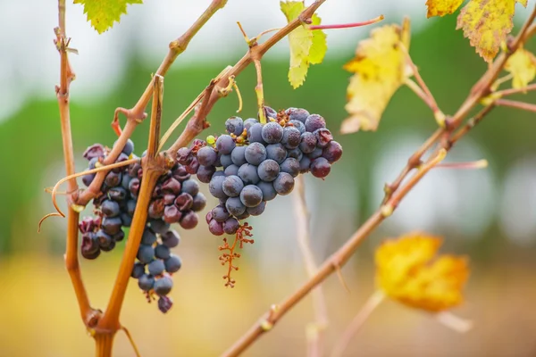 Grape grenar på vingård — Stockfoto