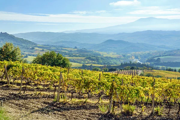 Paisaje hermoso viñedo —  Fotos de Stock