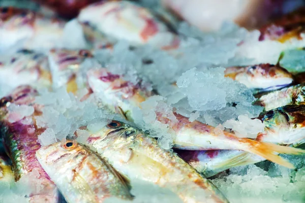 Frutti di mare nel ghiaccio al mercato del pesce — Foto Stock