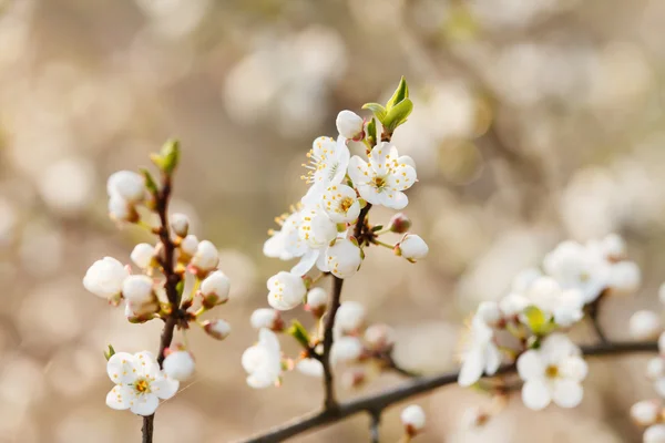 Printemps floraison jardin — Photo