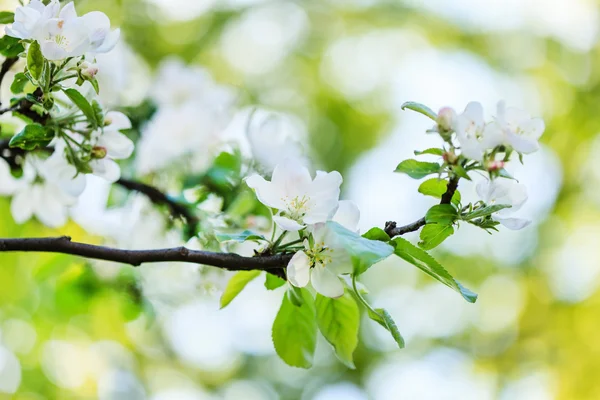 Primavera flores de cerezo ramita —  Fotos de Stock