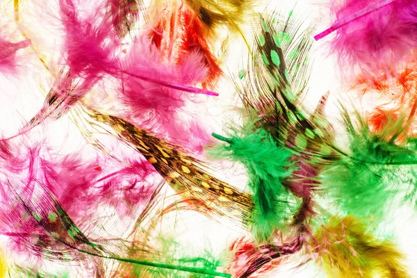 Decorative feathers background — Stock Photo, Image