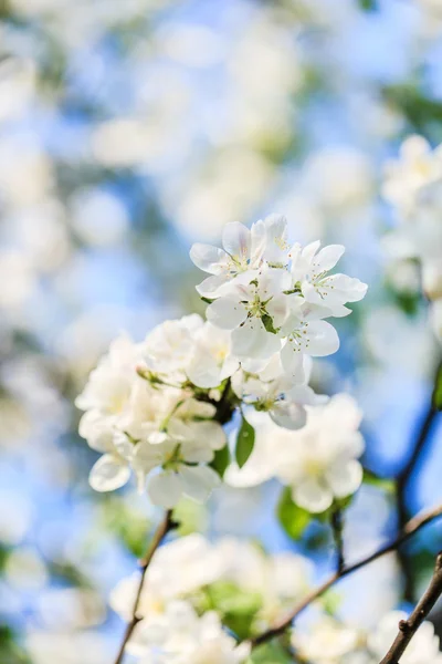 Spring cherry flowers twig — Stock Photo, Image