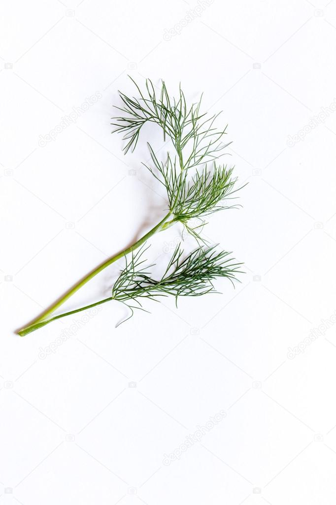 little green fennel branch