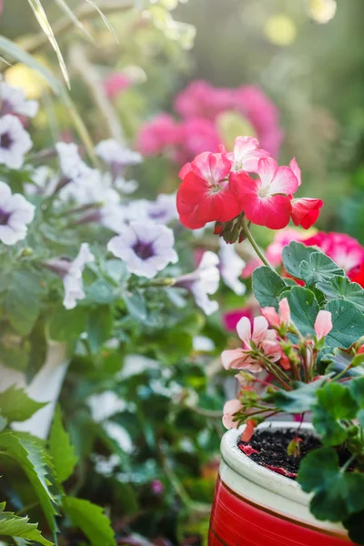 Sommarblommor i krukor — Stockfoto