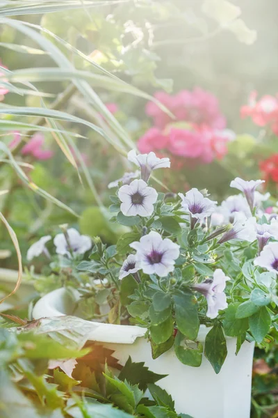 Zomerbloemen in bloempotten — Stockfoto