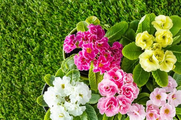 Színes tavaszi virágok a virágcserepek — Stock Fotó