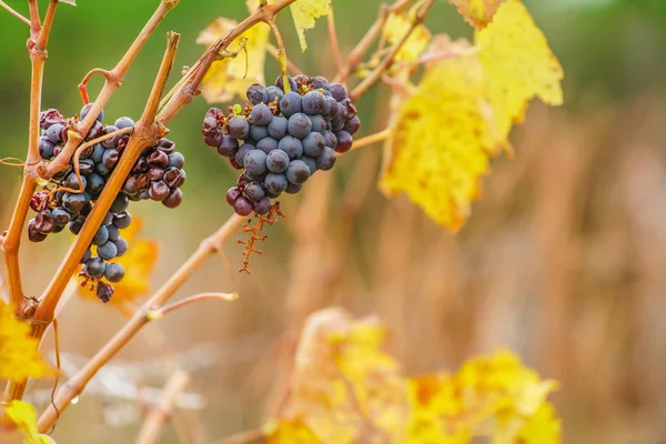 Grape grenar på vingård — Stockfoto