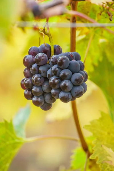 Grape grenar på vingård — Stockfoto