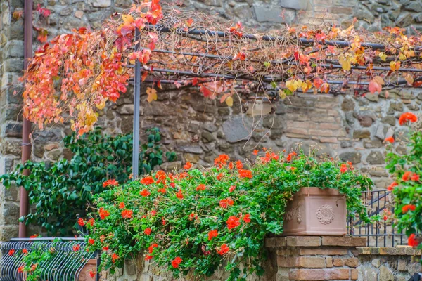 Sardunya çiçek çiçeklenme