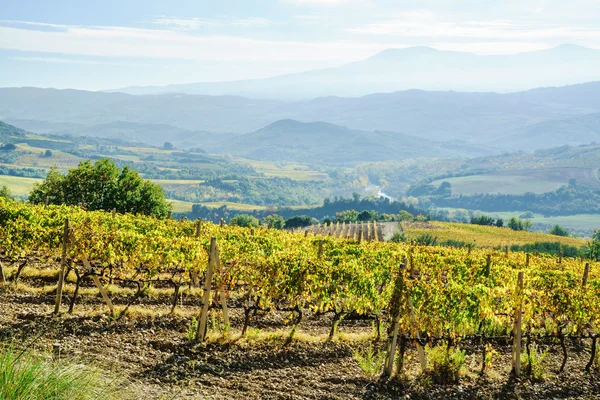 Yeşil bağ çiftlik