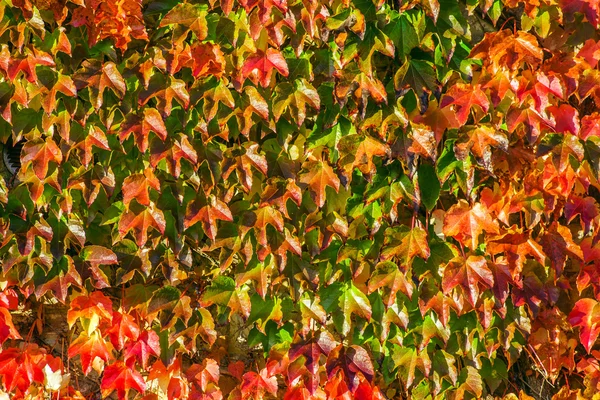 Beau mur d'automne — Photo