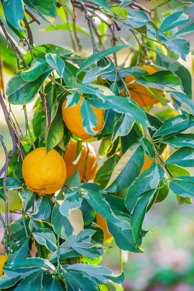 Orange gröna träd — Stockfoto