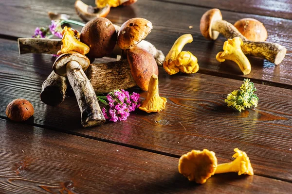 Fresh autumn mushrooms — Stock Photo, Image