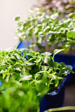 microgreens tencere çeşitleri