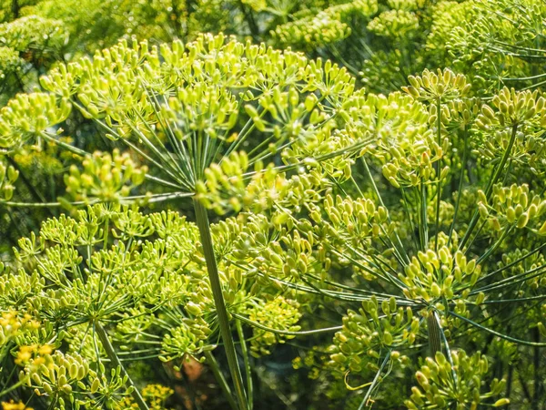 Flores de endro verde — Fotografia de Stock