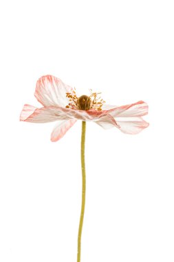 Pembe çiçek haşhaş