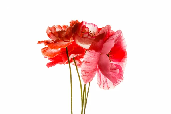 Rosa och röd vallmo blommor — Stockfoto