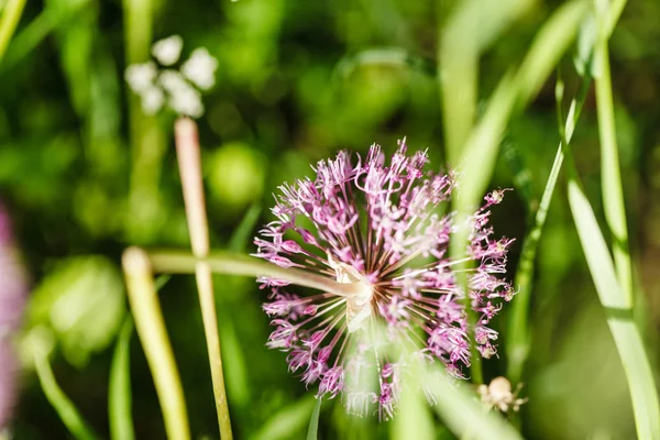 Flor de cebolla en verde — Foto de Stock