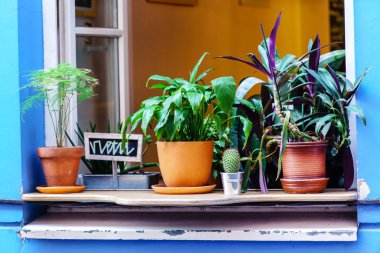  bitki kapları vasıl pencere