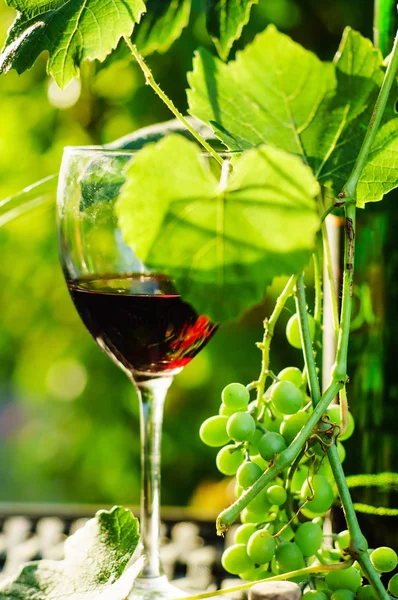 Wine with growing  grapes — Stock Photo, Image