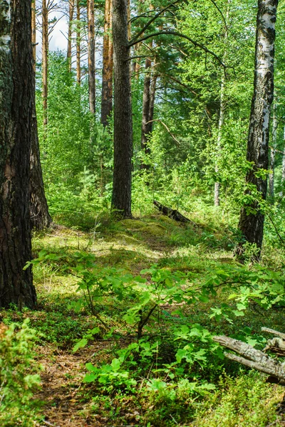 Bonito bosque de verano verde —  Fotos de Stock