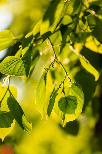 Branches vertes avec feuilles — Photo