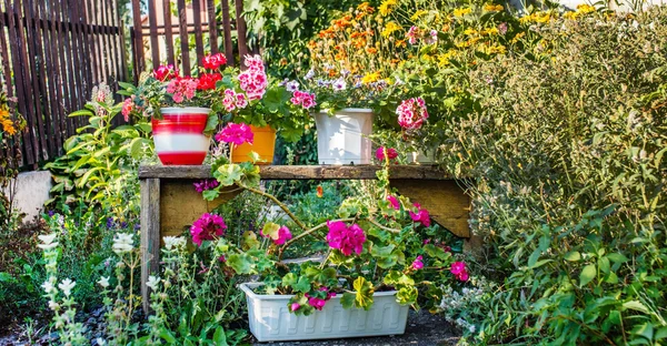 Geranium bloemen in bloei — Stockfoto