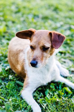 güzel köpek açık