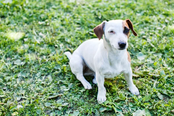 Leuke hond buiten — Stockfoto