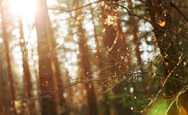 Schöner Sonnenuntergang im Wald — Stockfoto