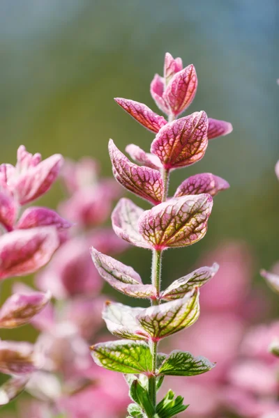 Belas flores de primavera — Fotografia de Stock