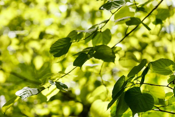 Ramos verdes com folhas — Fotografia de Stock