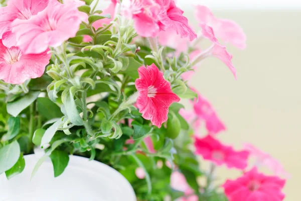 Hermosas flores de primavera — Foto de Stock