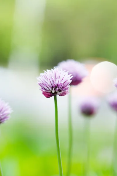 Bei fiori primaverili — Foto Stock