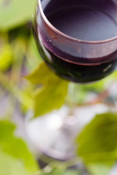 Rött vin i glas — Stockfoto