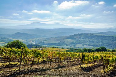 sonbaharda yeşil bağ