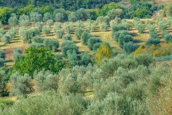 Olivi verdi — Foto Stock