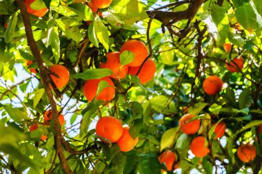 Mandalina ağacı dal